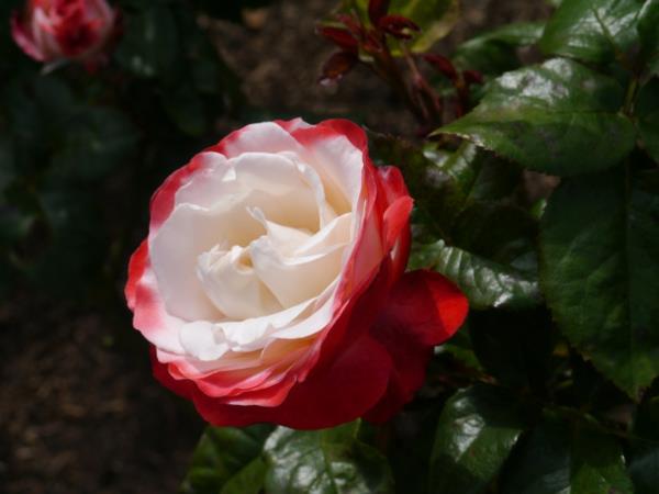 ruusulaji valkoinen punainen kukka