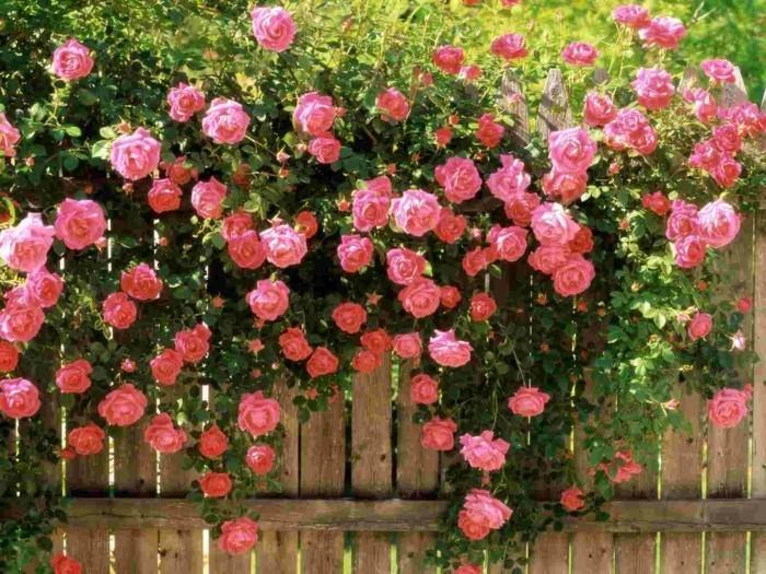ruusut viehättävä koristelu puutarhan aidan
