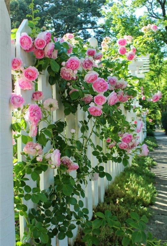 ruusut kiipeilyruusut kaunistavat puutarhaa