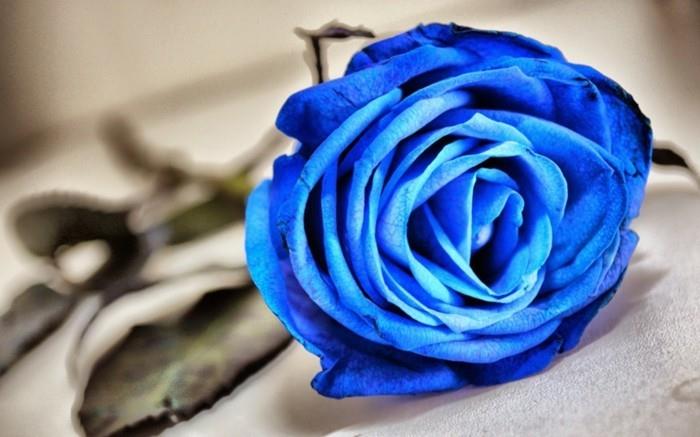 ruusun väri tarkoittaa sinisiä kasveja