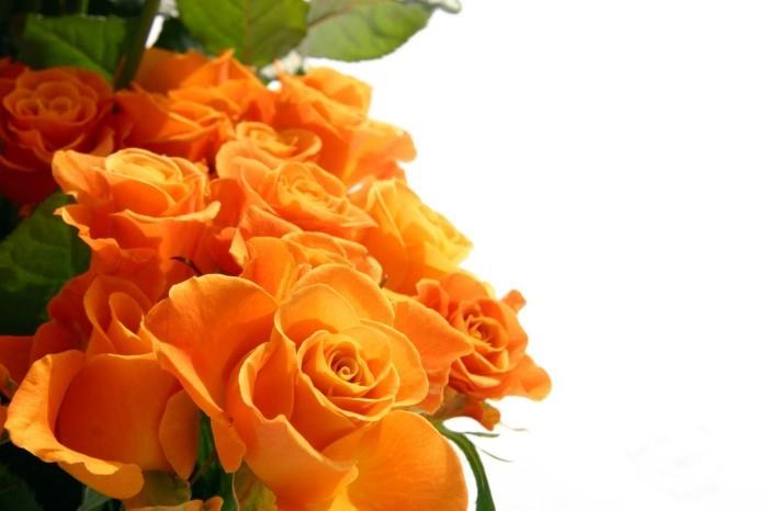 ruusun väri tarkoittaa oranssia ruusuja