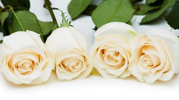 ruusun väri tarkoittaa valkoisia ruusuja