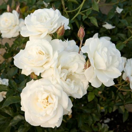 ruusutarha huolehtii valkoisista ruusukukista oikein