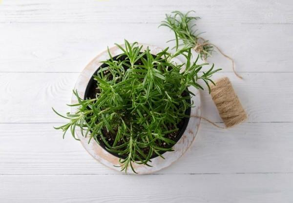 rosmariiniöljy ja kasvivaikutus