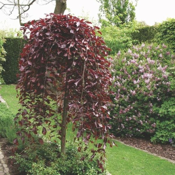 punainen pyökki Fagus sylvatica ‘Purple Fountain’ talopuu