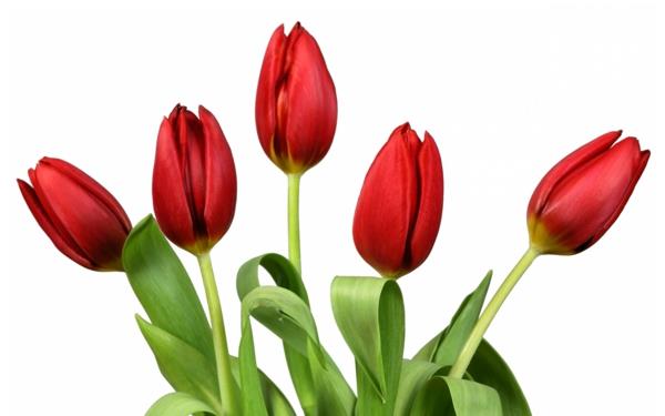 punainen tulppaanit puutarhakasvit kukat merkitys