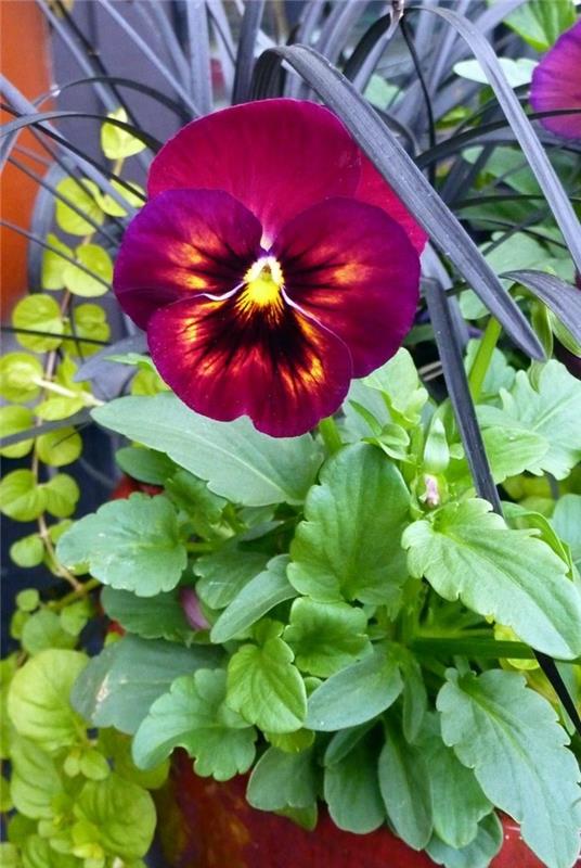 muut sarvet violetit muut kukat