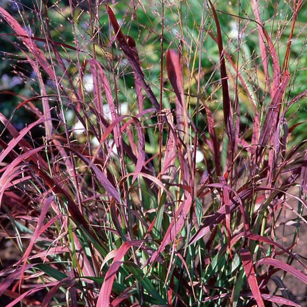 switchgrass luonnonpuutarhan koristekasvi vuoden pensas