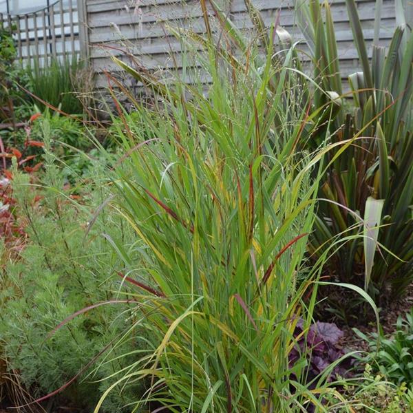 switchgrass panicum virgatum sangria -lajike