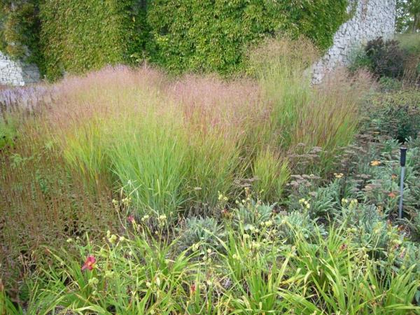switchgrass panicum virgatum lajike raskasmetalli luonnollinen puutarha monivuotinen