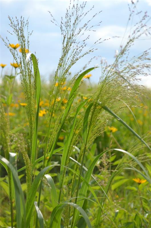 switchgrass koriste ruoho panicum virgatum vuoden pensas