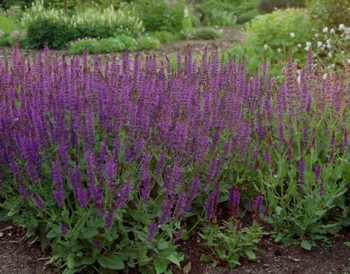 Salvia nemorosa bed bed border ideoita puutarhaideoita