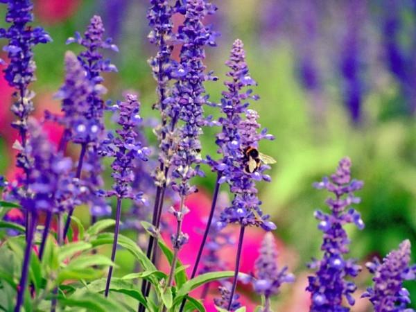 salvia, mehiläis laidun, mehiläisten puku kasvi, lääkekasvit