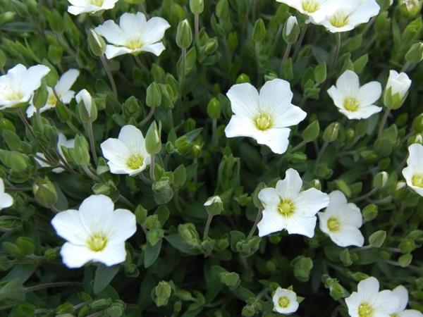 sandwort arenaria montana -vinkkejä