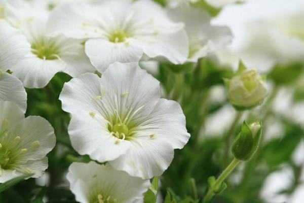 sandwort kukka valkoinen herkkä pieni