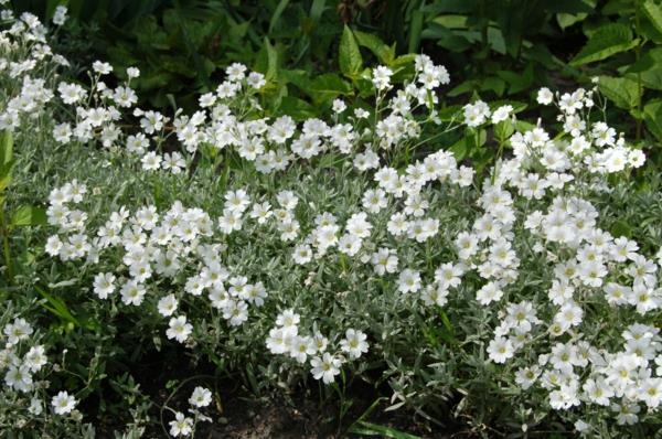 sandwort -maanpeiteideoita helppo ylläpitää puutarhan suunnitteluideoita