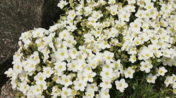 sandwort puutarhan maanpeite helppohoitoinen pensas