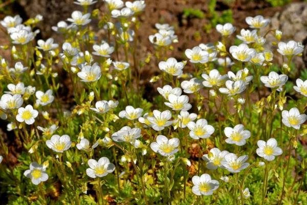 sandwort -puutarhan suunnittelu maanpäälliset kasvit