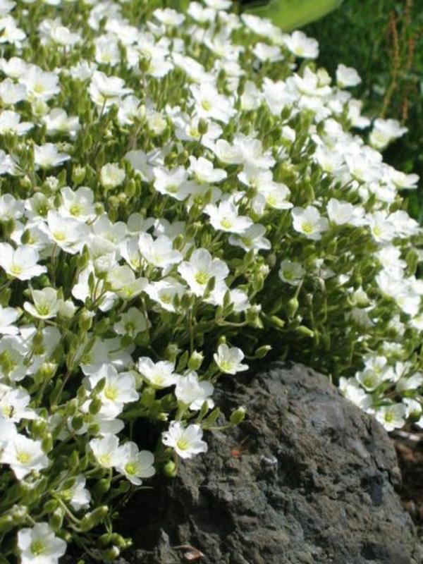 sandwort -kivipuutarhan suunnitteluideoita