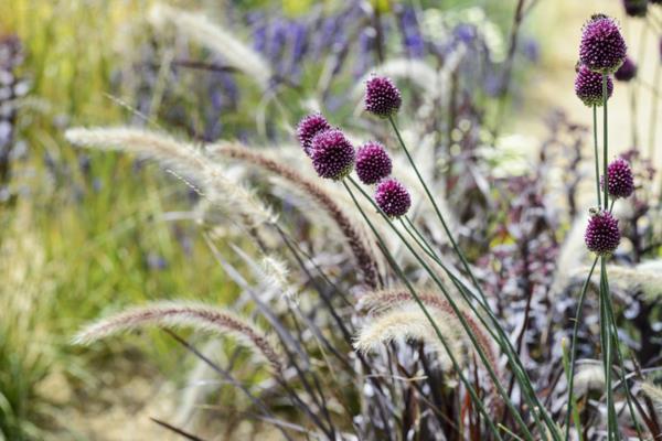 lempeät kukat allium allium kasvi