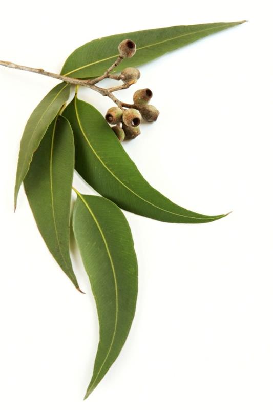 tuholaiset lääkekasvit eukaliyptus
