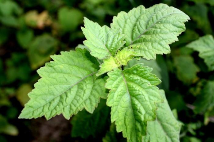 tuholaiset lääkekasvit patchouli hyönteisiä vastaan