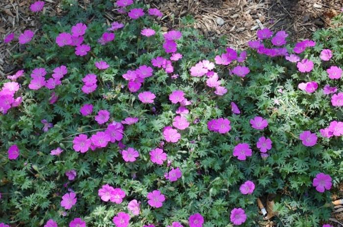 varjo maaperä pelargonia sanguineum veripunainen nosturilintu