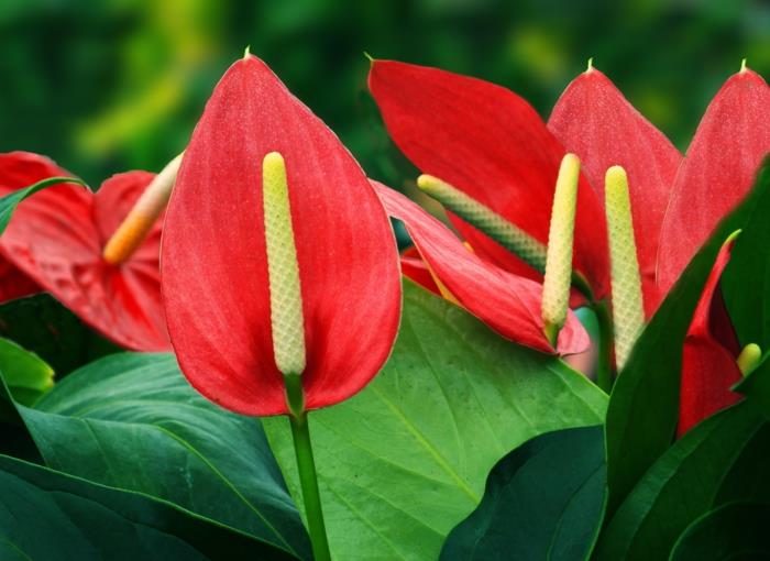 varjostimet anthurium -terassisuunnitteluideoita