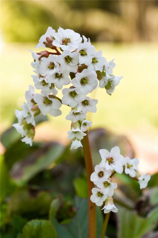 varjokasvit bergenie valkoiset kukat puutarhasuunnittelu
