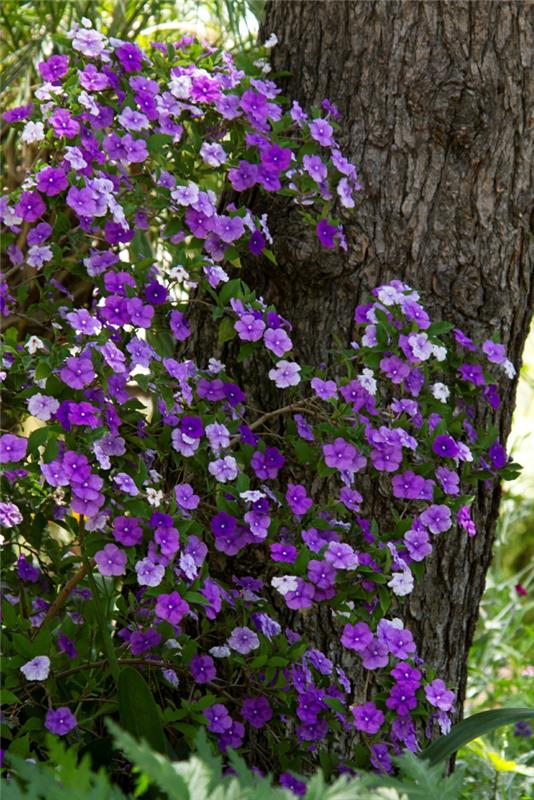 varjokasvit brunfelsia pauciflora