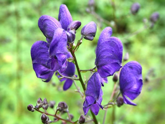 varjossa kasvit munkki violetit kukat puutarhakasvit