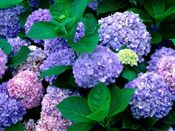 varjo kasvit puutarha hortensia violetti vaaleanpunainen