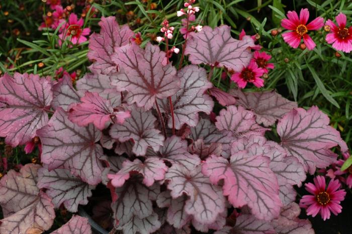 varjostimet violetit kellot heuchera