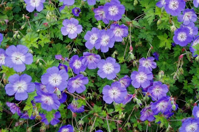 varjostimet cranesbills geranium cranesbill