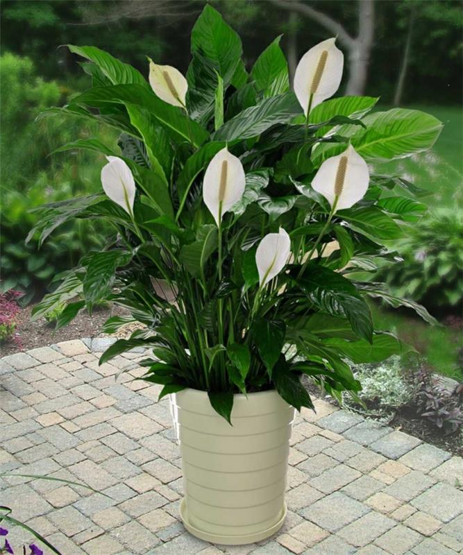 varjo kasvit terassi suunnitteluideoita spathiphyllum