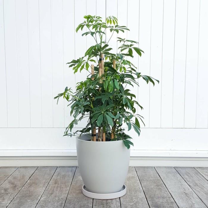 schefflera care Scheflerra Arboricola asunnon sisustus