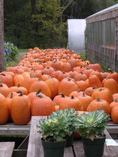 tyylikäs halloween -koriste oranssi kurpitsa ja kaali