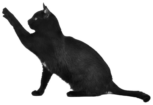 kohtalon merkki taikauskoinen musta kissa