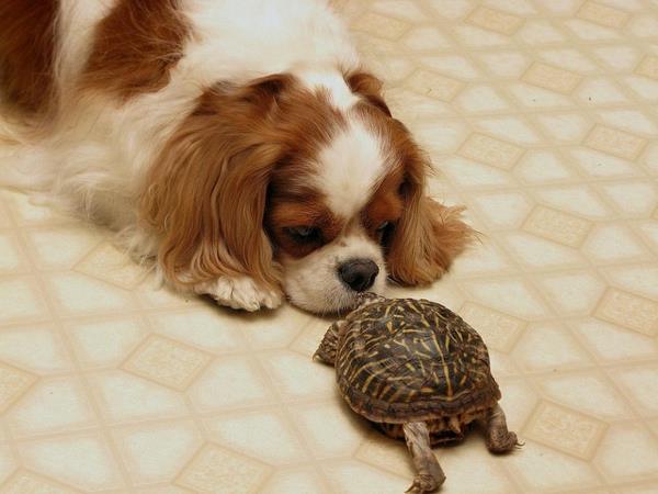 kilpikonna lemmikkinä koira ystävyys lemmikkieläimet