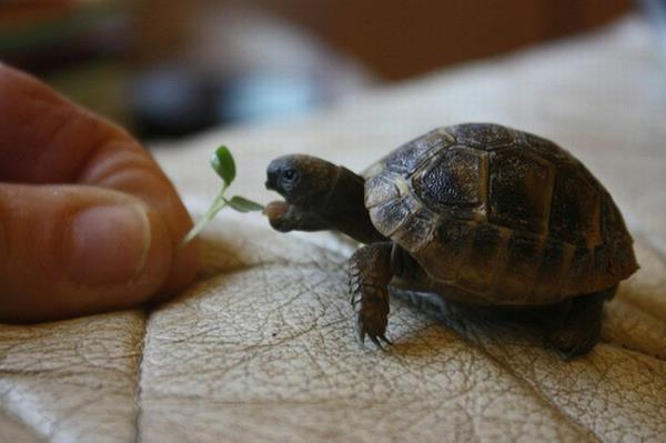 kilpikonnan lemmikkieläinten rehun hoitotiedot