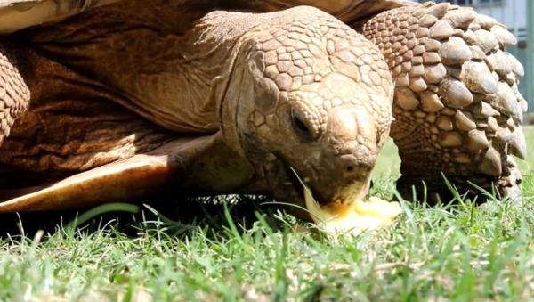 kilpikonna lemmikki syö ruohoa lemmikkieläimet