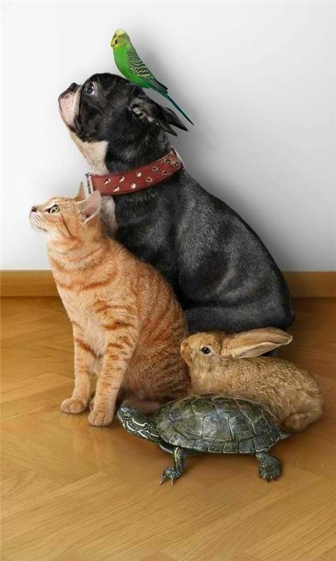 kilpikonna lemmikki lemmikki kissa koira papukaija pupu
