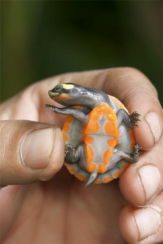kilpikonna lemmikki kaunis väritys lemmikkejä
