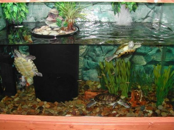 kilpikonna lemmikki vesi akvaario lemmikkieläinten hoito