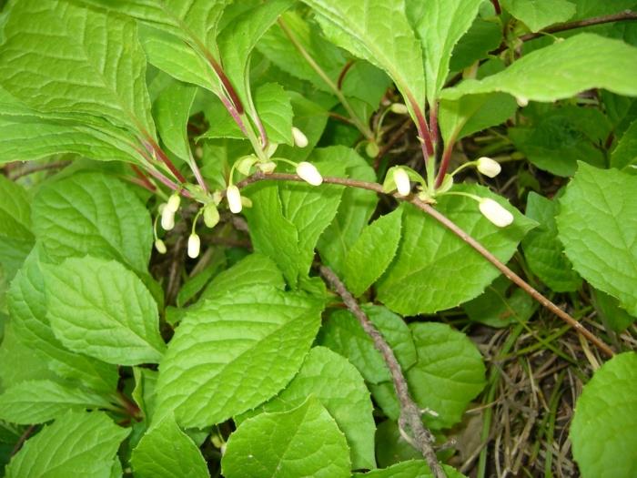 schisandra marjat kiinalainen alkuunsa