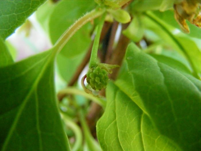 schisandra marjat kiinalaiset kasvien silmut