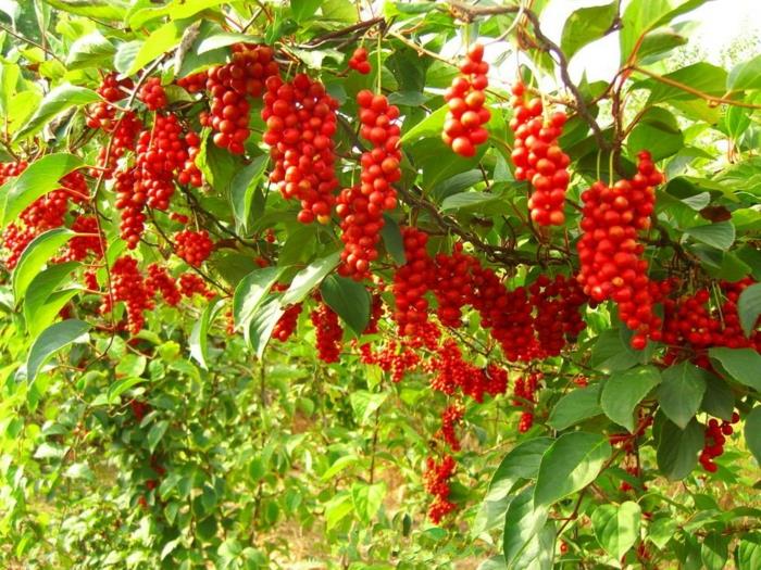 schisandra marjat kiinalainen kasvi viinirypäleet punainen