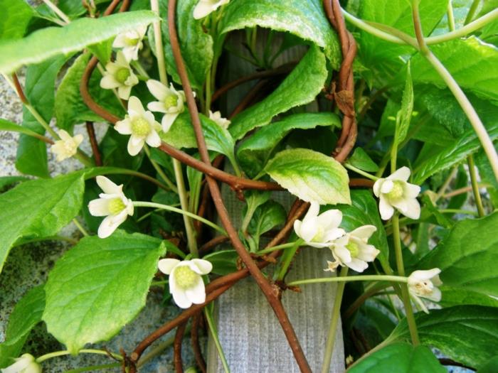 schisandra marjat eksoottinen kasvi puutarha