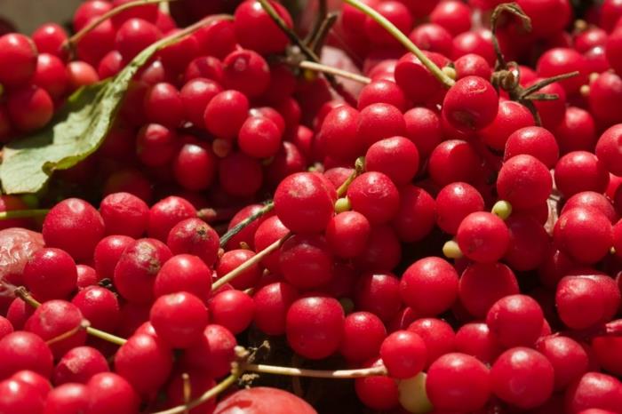 schisandra istuttaa punaisia ​​hedelmiä, jotka muistuttavat kirsikoita