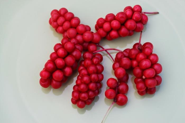 schisandra marjat punaiset viinirypäleet